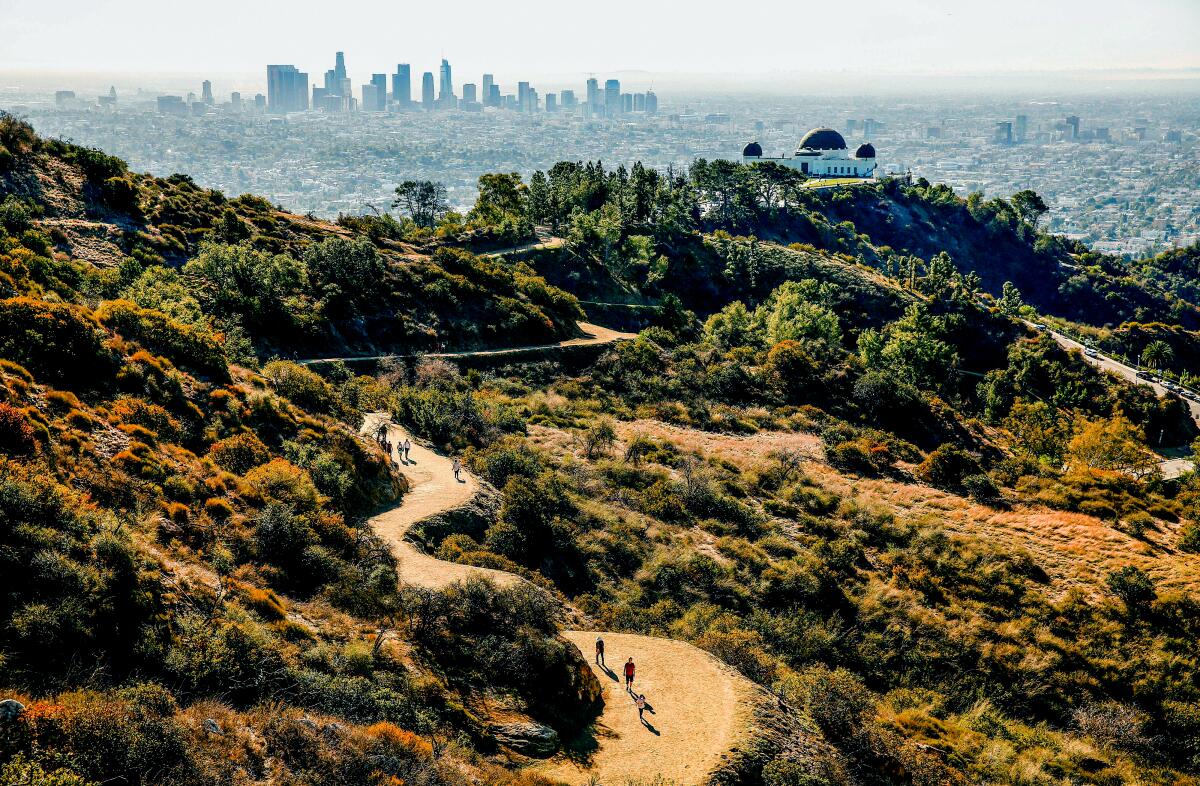 A view of Griffith Park; Several trails feed into the Mt. Hollywood Trail; Griffith Observatory is seen in the distance.