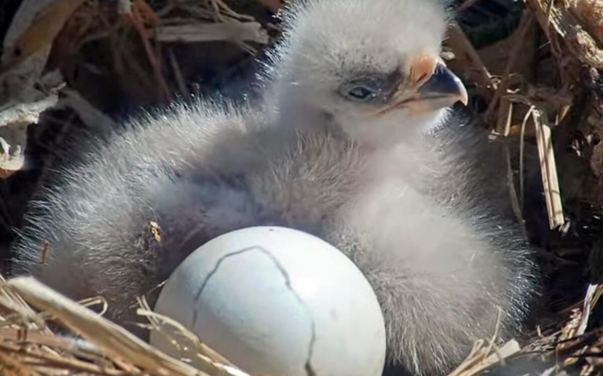 A fuzzy baby eagle sitting in a nest next to a cracked egg