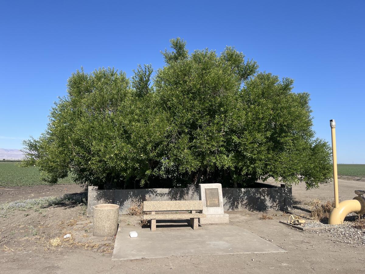 Wide shot of the buttonwillow tree