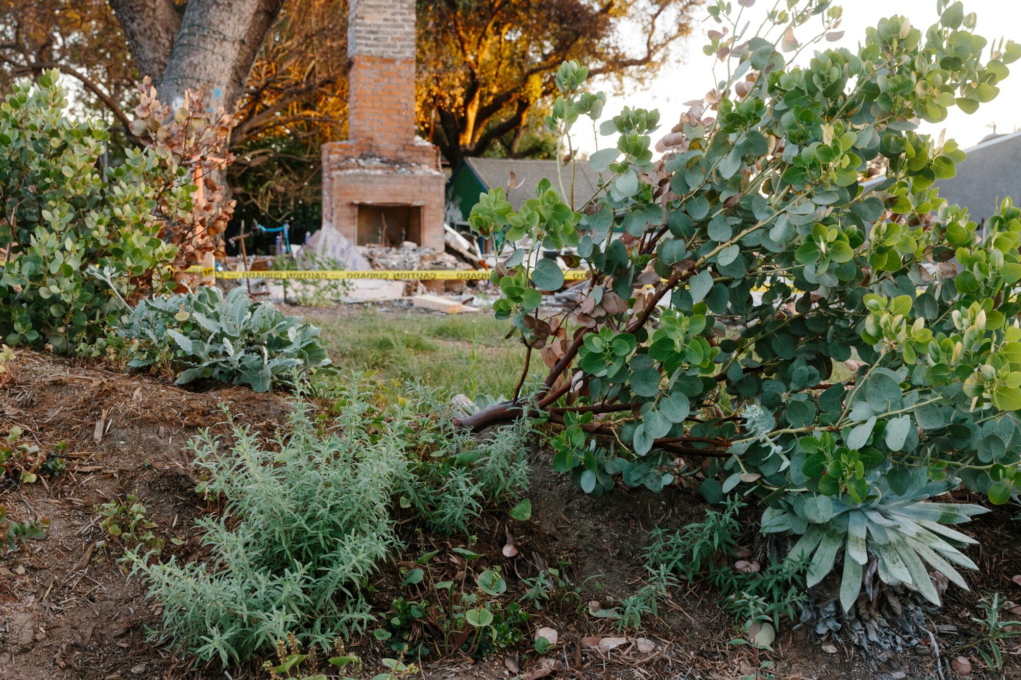 A hugelkultur mound with California native plants.