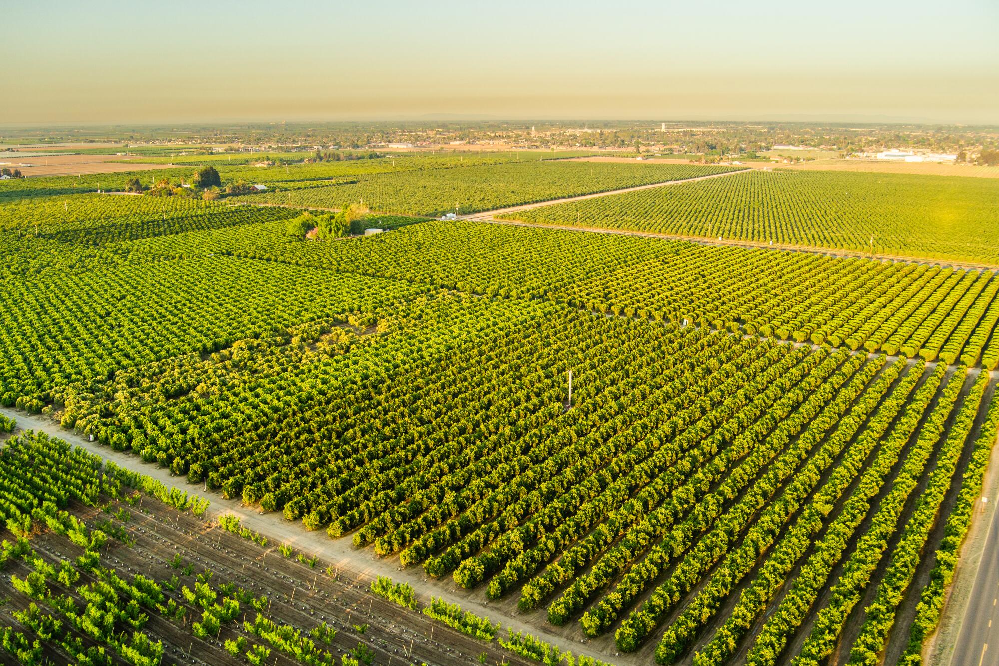 Citrus orchards in Dinuba near Bianca Kaprielian's family home.